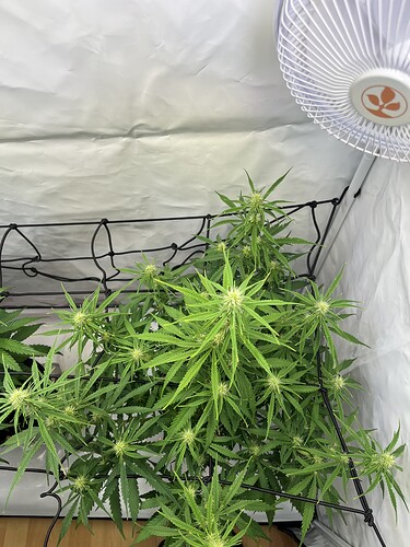 Growreport Bild 5