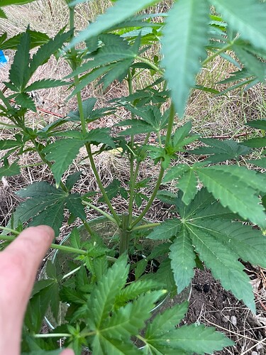 Growreport Bild 1