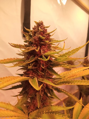Growreport Bild 31