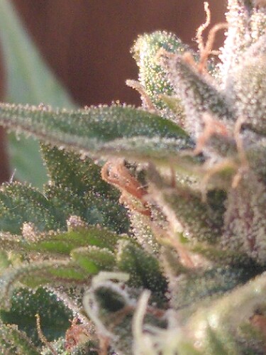 Growreport Bild 5