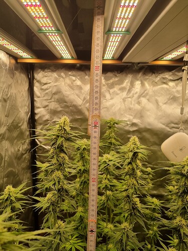 Growreport Bild 30