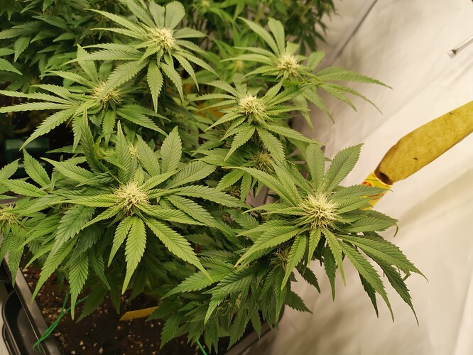Growreport Bild 7
