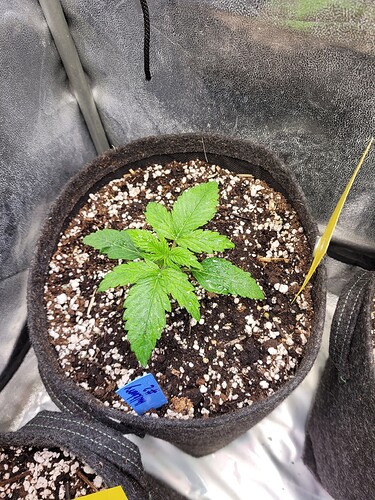 Growreport Bild 3
