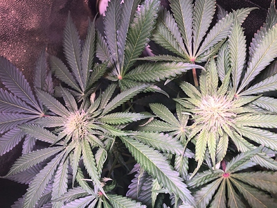 Growreport Bild 5