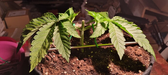 Growreport Bild 25