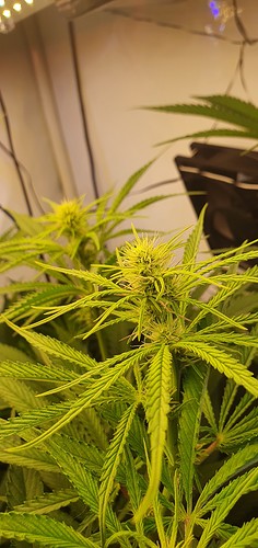 Growreport Bild 8