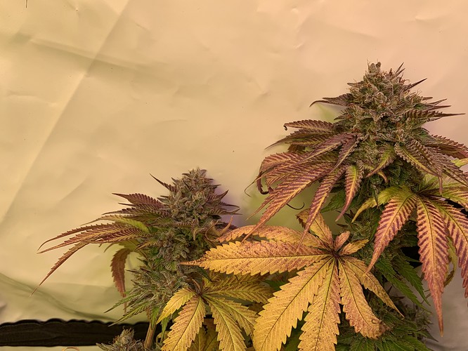 Growreport Bild 9