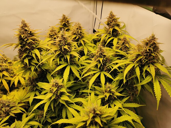 Growreport Bild 14