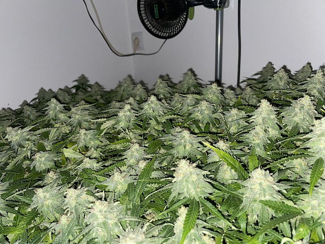 Growreport Bild 6