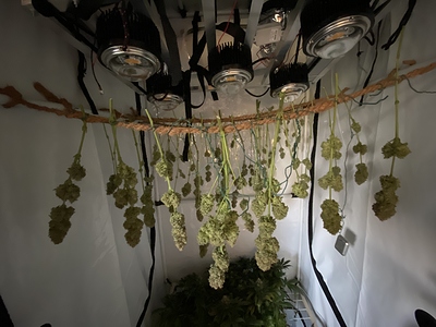 Growreport Bild 3