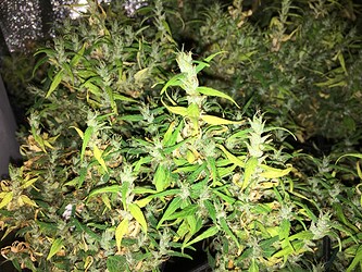 Growreport Bild 8