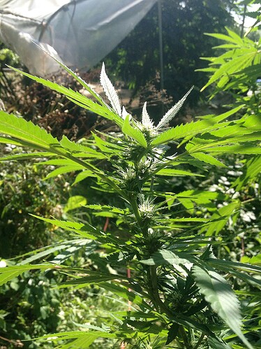 Growreport Bild 2