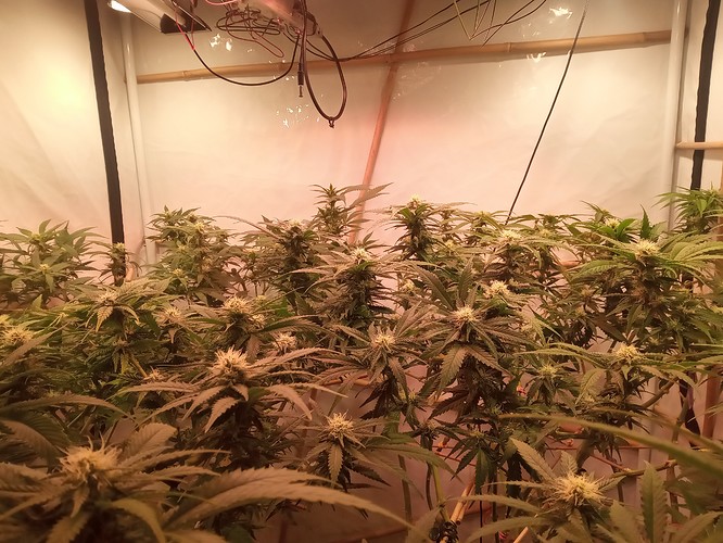 IMG_20210314_002407_654