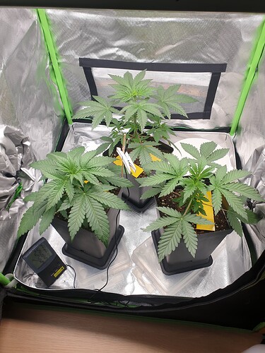 Growreport Bild 4