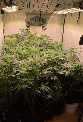 Growreport Bild 3