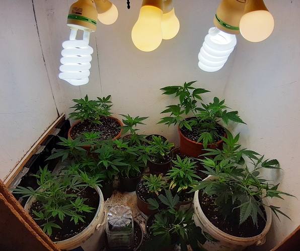 Growreport Bild 1