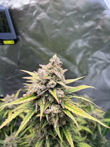 Growreport Bild 38
