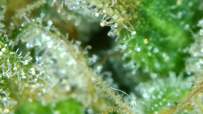 Growreport Bild 5