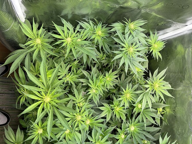 Growreport Bild 1