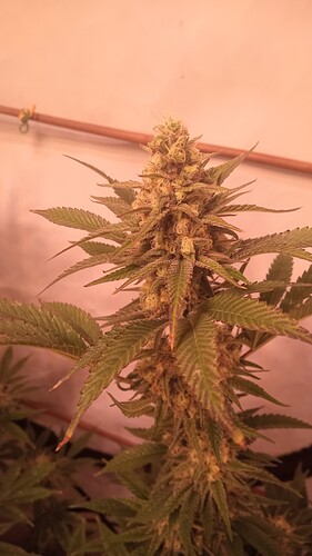 Growreport Bild 8