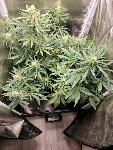 Growreport Bild 8