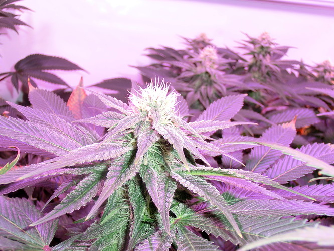 Growreport Bild 6