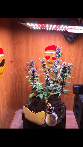 Growreport Bild 5