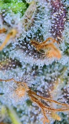 Growreport Bild 14