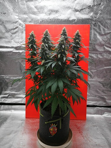 Growreport Bild 9