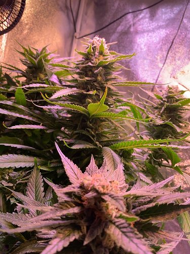 Growreport Bild 21