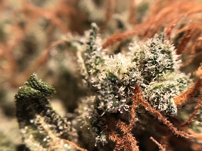 Growreport Bild 54