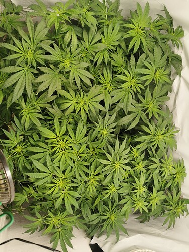 Growreport Bild 5