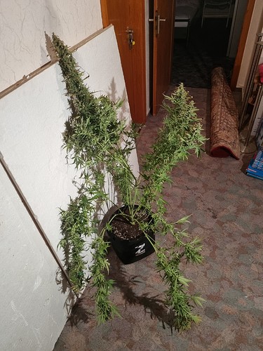 Growreport Bild 2