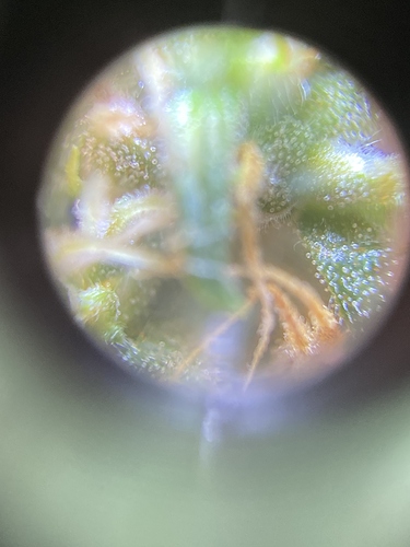 Growreport Bild 5