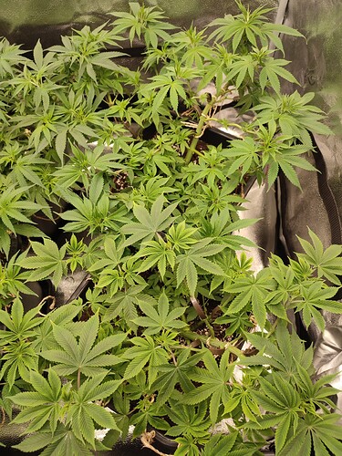 Growreport Bild 17
