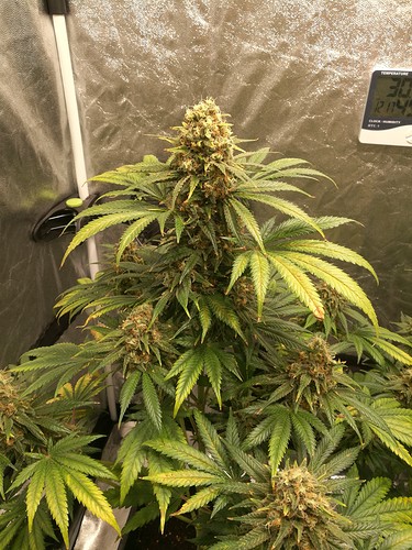 Growreport Bild 9