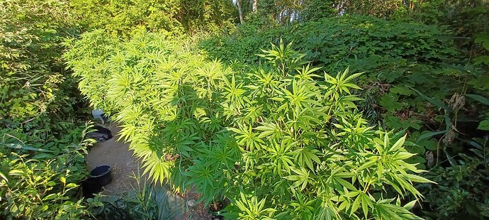 Growreport Bild 2