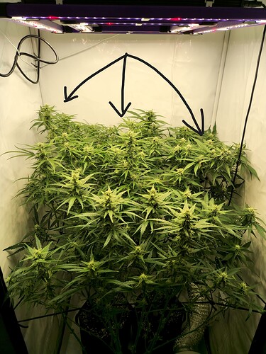 Growreport Bild 1