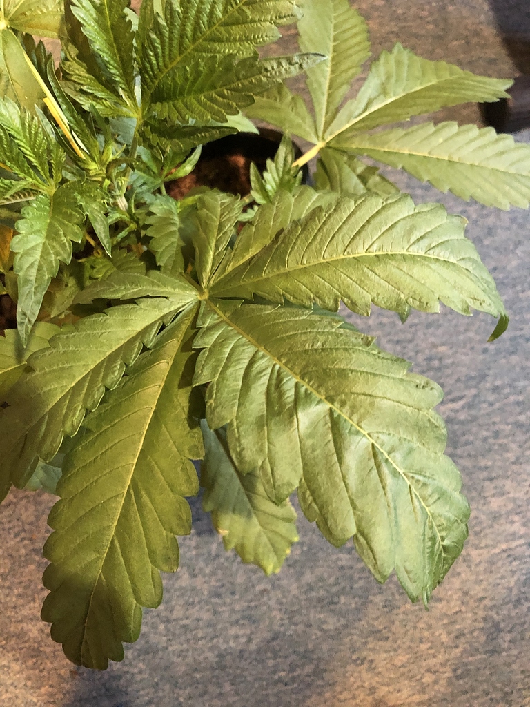 Adlerkrallen und weitere simptome GrowProbleme Forum