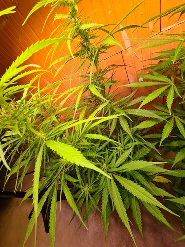 Growreport Bild 4