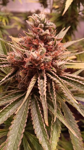 Growreport Bild 15