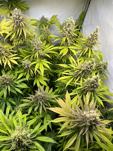 Growreport Bild 6
