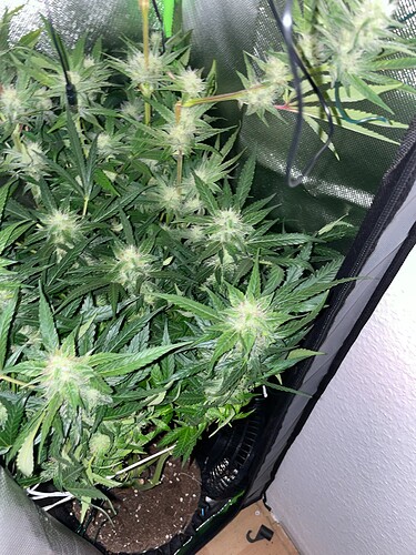 Growreport Bild 52
