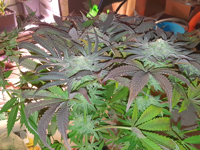 Growreport Bild 5