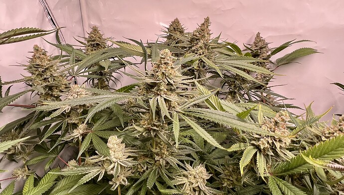 Growreport Bild 29