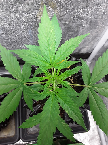 Growreport Bild 4
