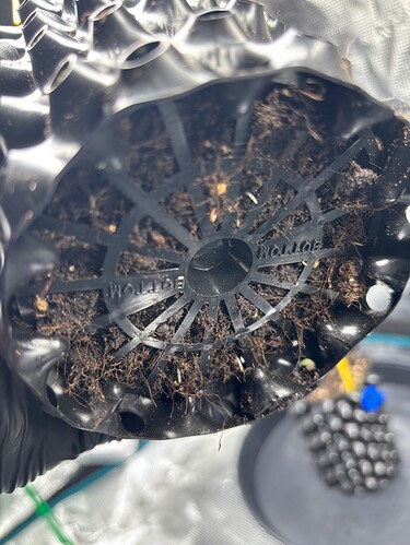 Growreport Bild 61