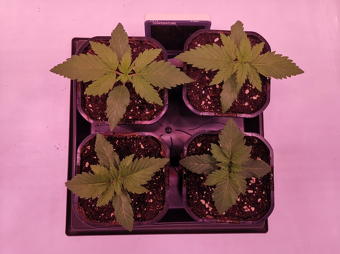 Growreport Bild 5