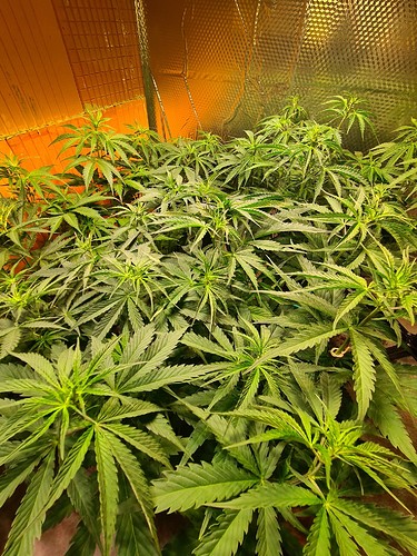 Growreport Bild 6