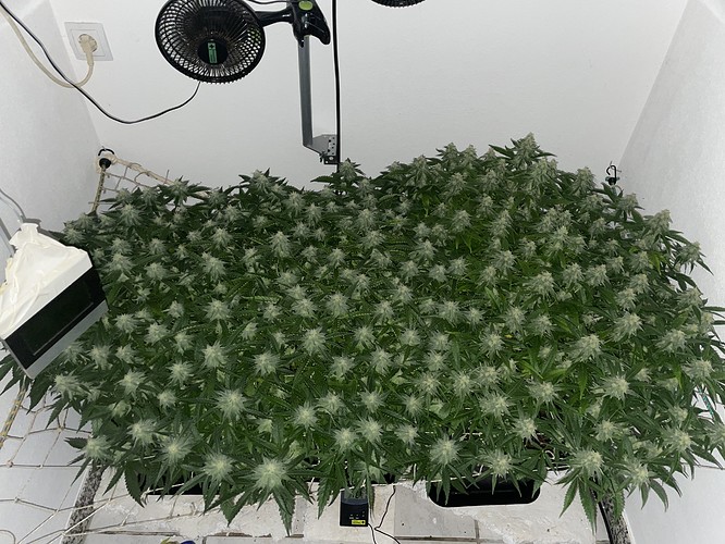 Growreport Bild 7
